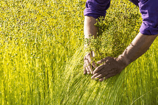 TOWARDS A BETTER QUALITY: LINEN TALES RECEIVED A EUROPEAN FLAX® CERTIFICATE - Linen Tales USA 